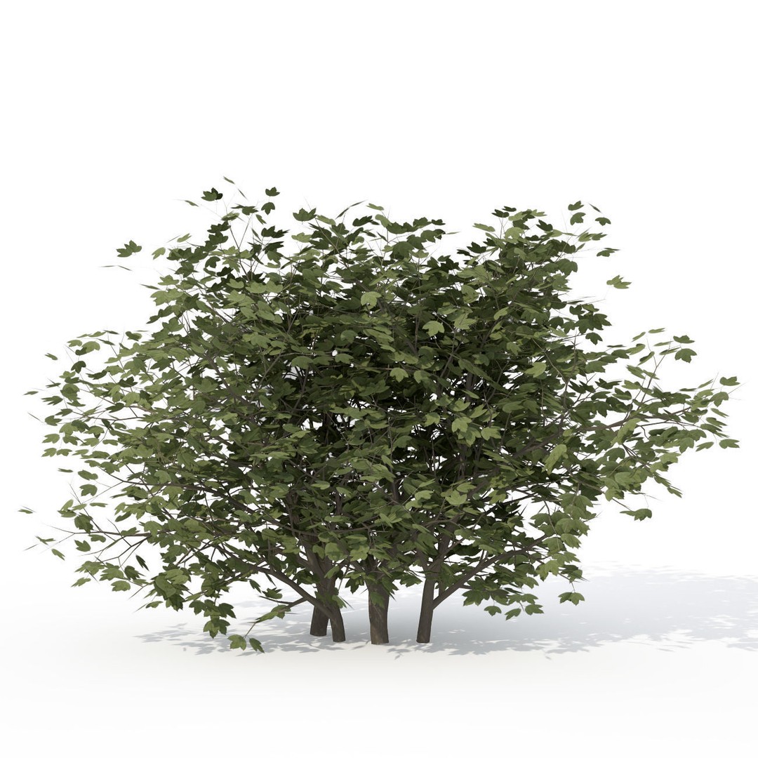 XfrogPlants Shrubs Library 3D Model – PBR Game Asset, FBX, OBJ - View 10