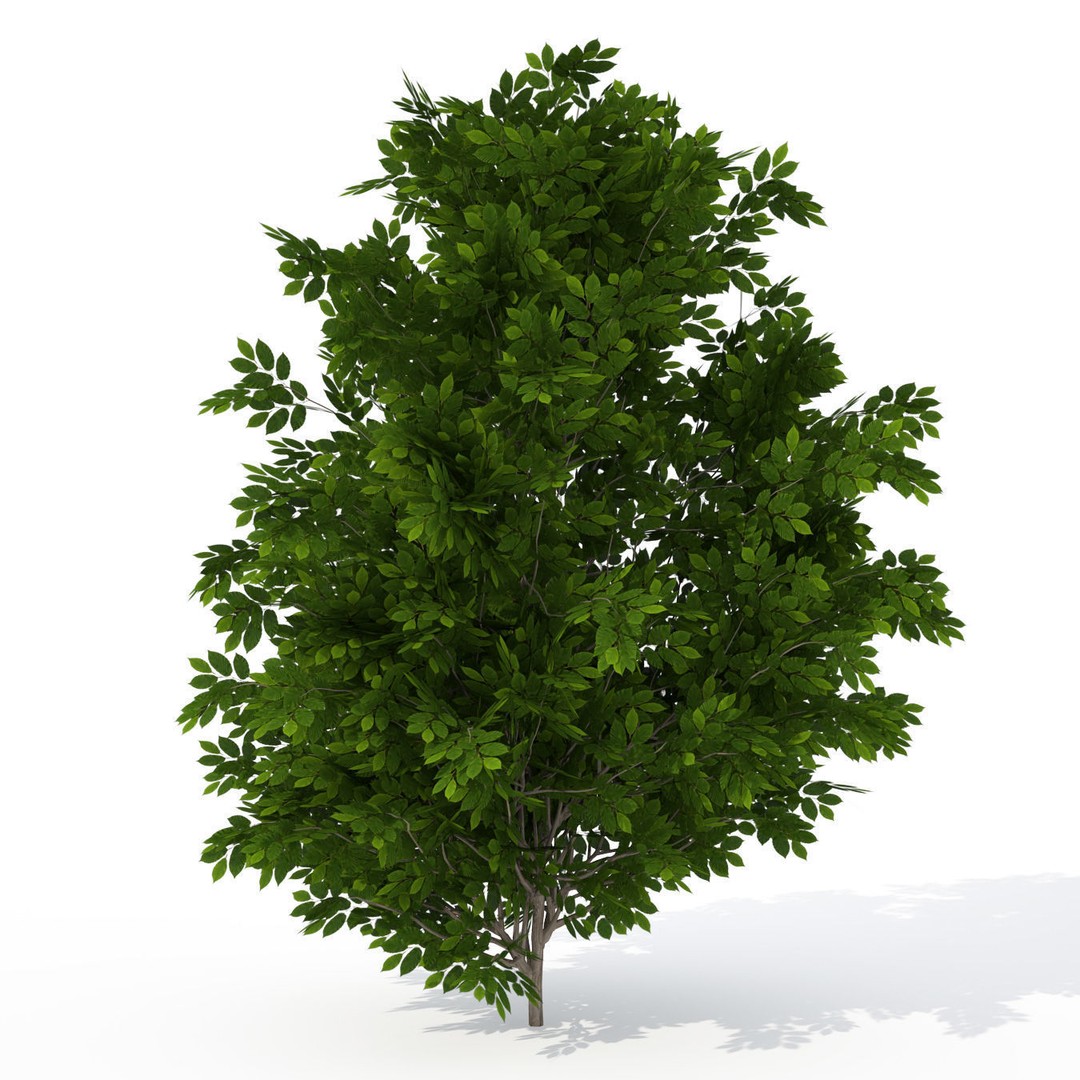 XfrogPlants Shrubs Library 3D Model – PBR Game Asset, FBX, OBJ - View 5