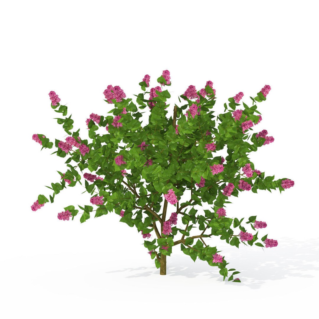 XfrogPlants Shrubs Library 3D Model – PBR Game Asset, FBX, OBJ - View 8