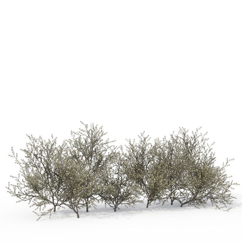 XfrogPlants Shrubs Library 3D Model – PBR Game Asset, FBX, OBJ - View 9