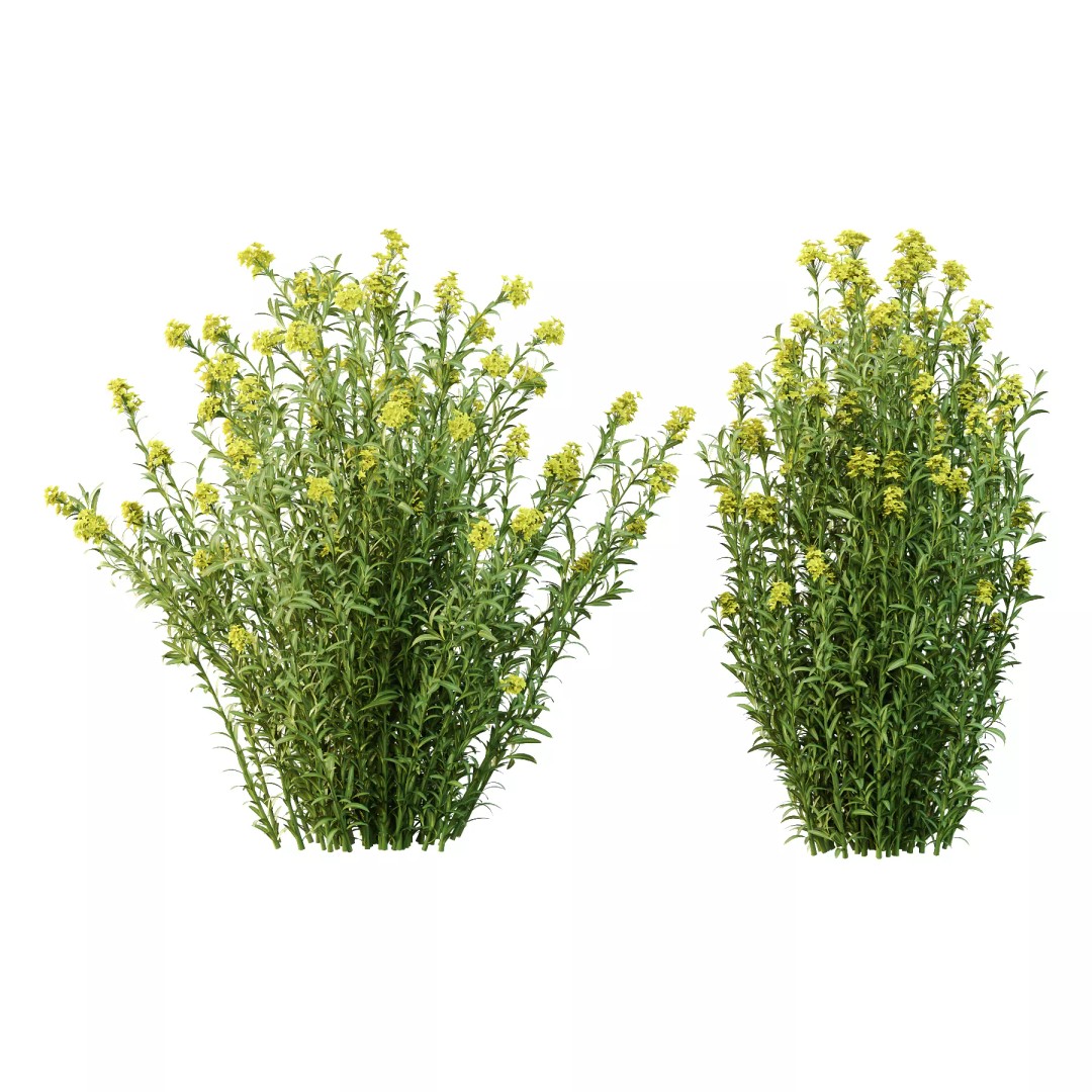 Euphorbia Palustris Plant 03 3D Model – High Poly PBR Asset, FBX/OBJ - View 2