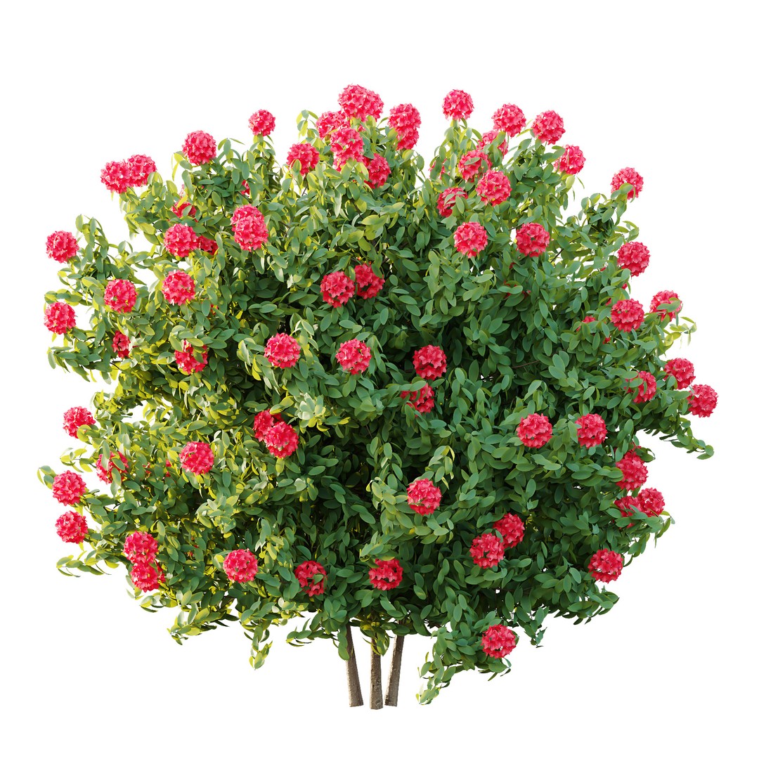 Rhododendron Arboreum Bush 3D Model – High Poly PBR Plant, FBX, OBJ - View 7