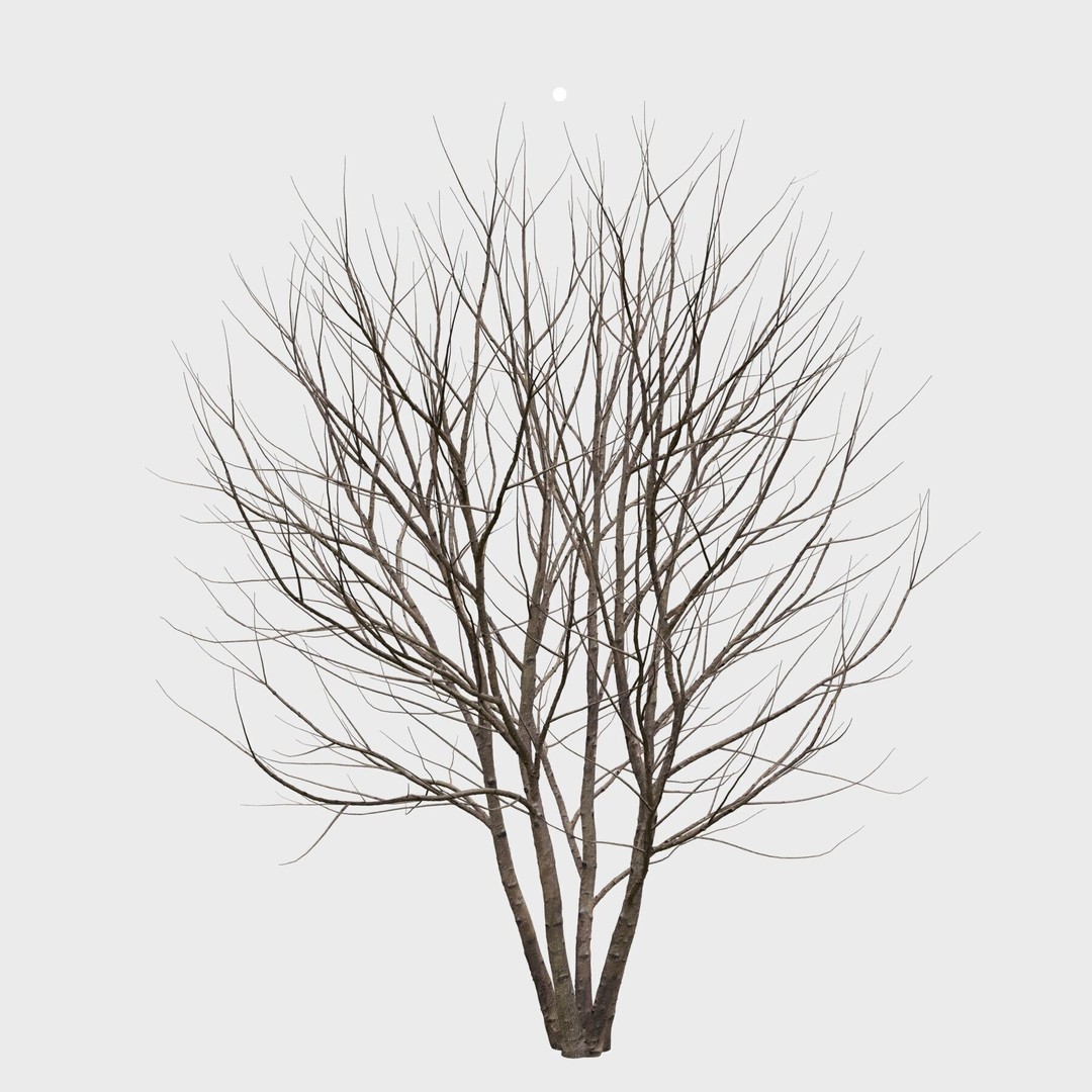 Prunus Padus 3D Model – Blooming Tree Asset, PBR Textures, FBX