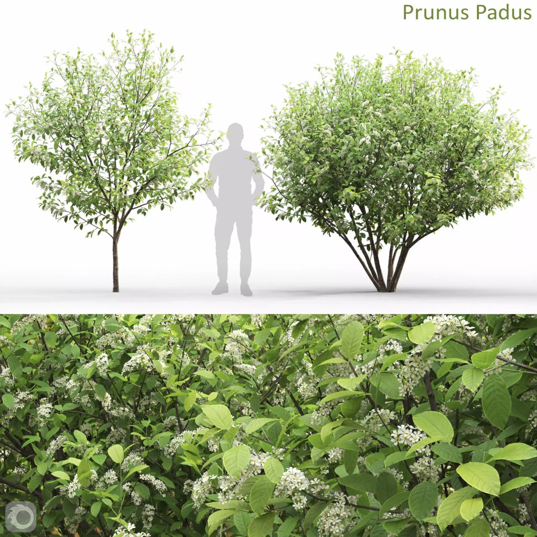 Prunus Padus 3D Model – Blooming Tree Asset, PBR Textures, FBX - View 2