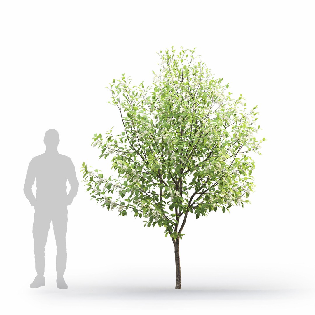 Prunus Padus 3D Model – Blooming Tree Asset, PBR Textures, FBX - View 3