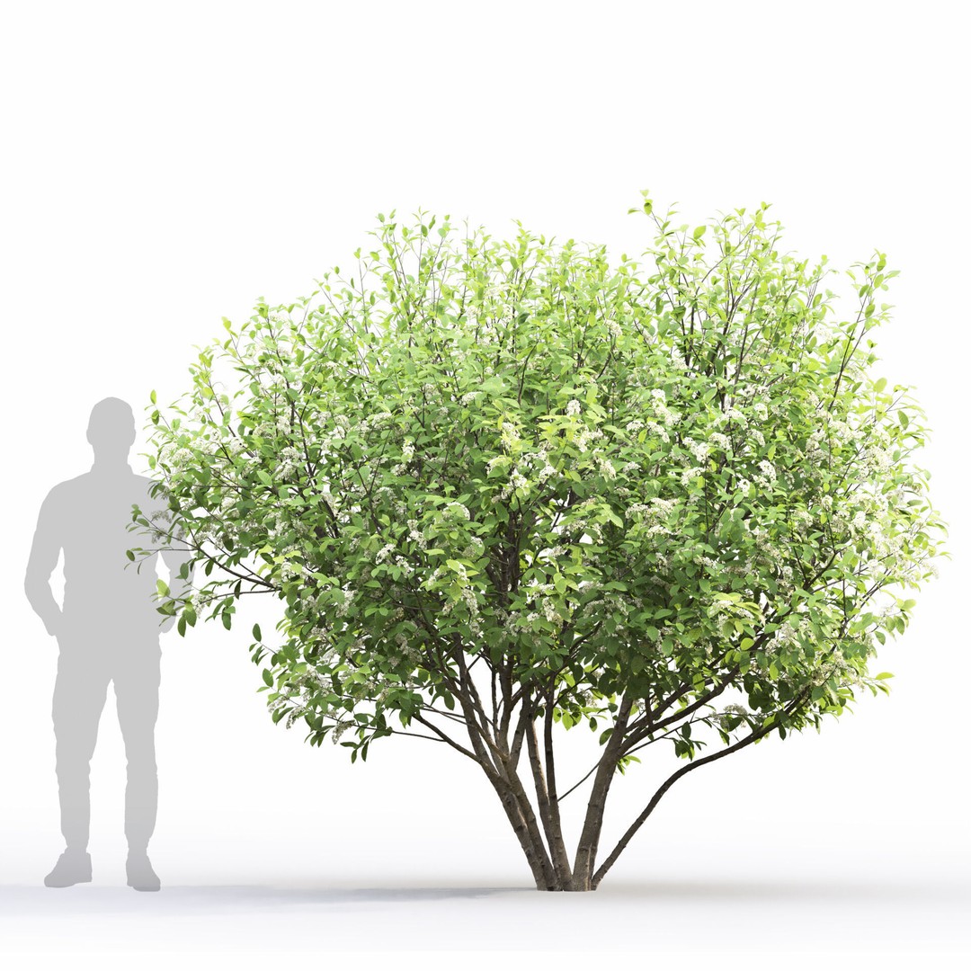 Prunus Padus 3D Model – Blooming Tree Asset, PBR Textures, FBX - View 4