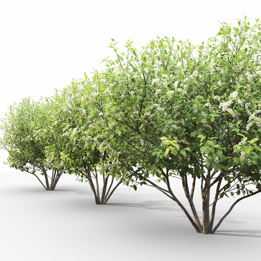 Prunus Padus 3D Model – Blooming Tree Asset, PBR Textures, FBX - View 5