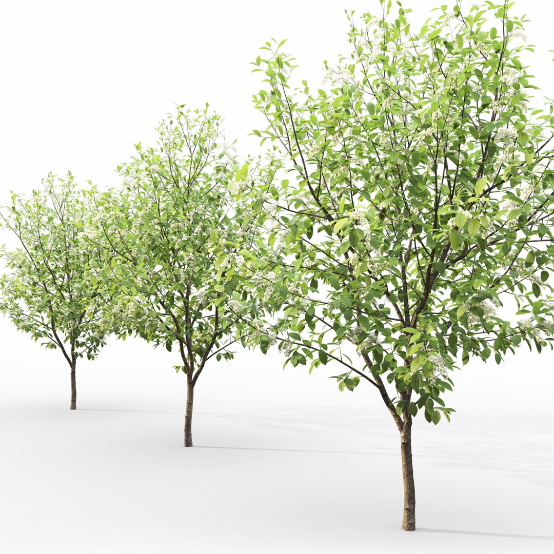 Prunus Padus 3D Model – Blooming Tree Asset, PBR Textures, FBX - View 6