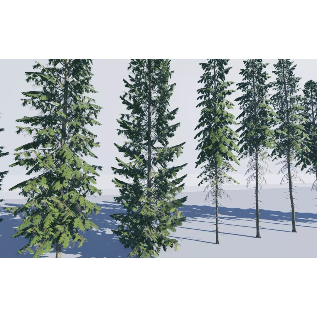 Realistic White Spruce Tree Pack 3D Model – Low Poly PBR Game Asset, FBX - View 10