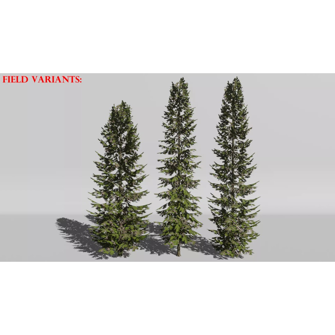 Realistic White Spruce Tree Pack 3D Model – Low Poly PBR Game Asset, FBX - View 8