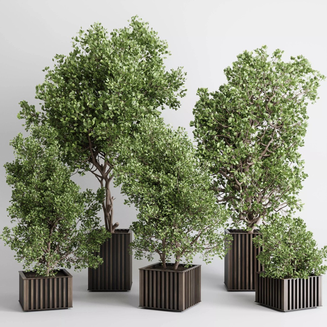Indoor Plant 3D Model – Wooden Box Pot with Dirt and Leaves - View 2