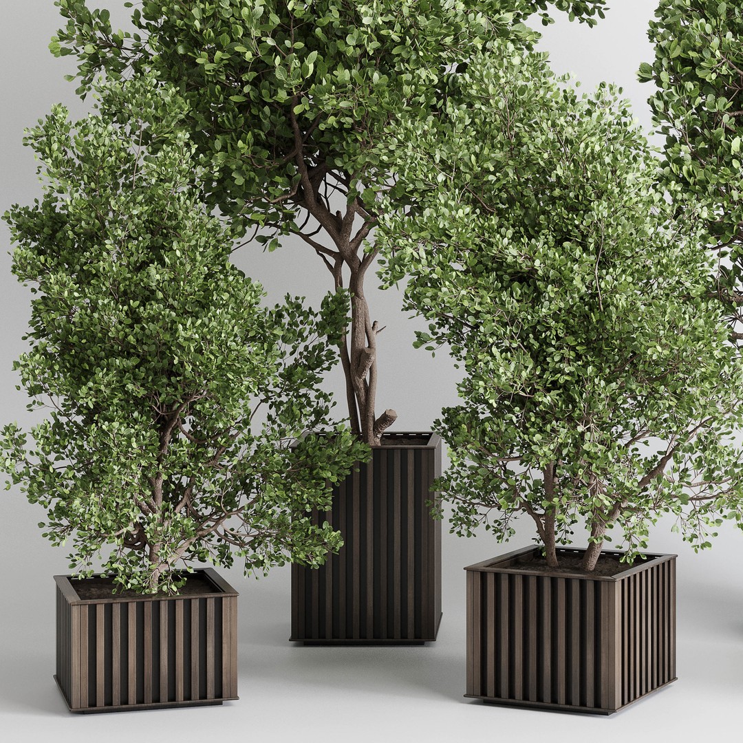 Indoor Plant 3D Model – Wooden Box Pot with Dirt and Leaves - View 3