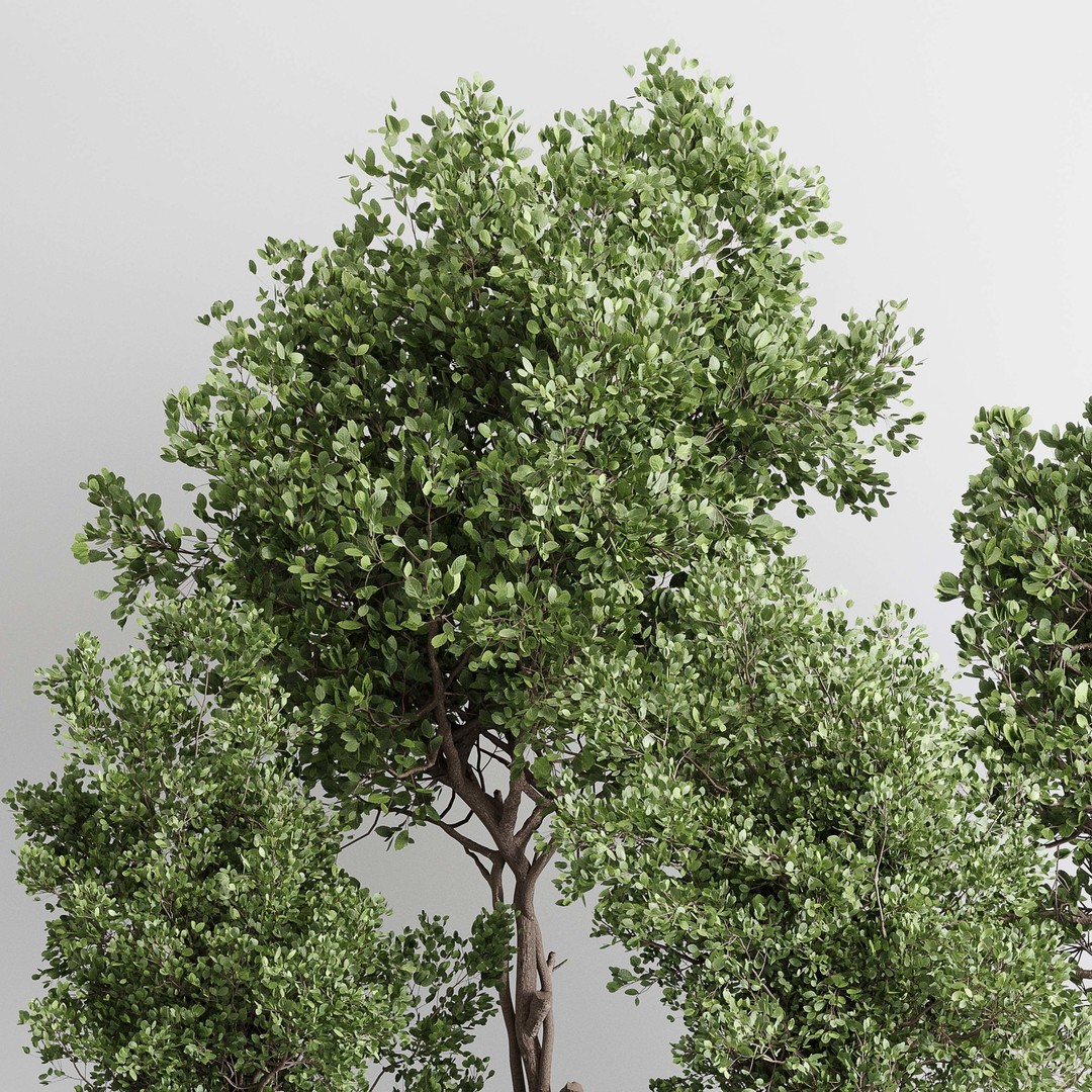 Indoor Plant 3D Model – Wooden Box Pot with Dirt and Leaves - View 4