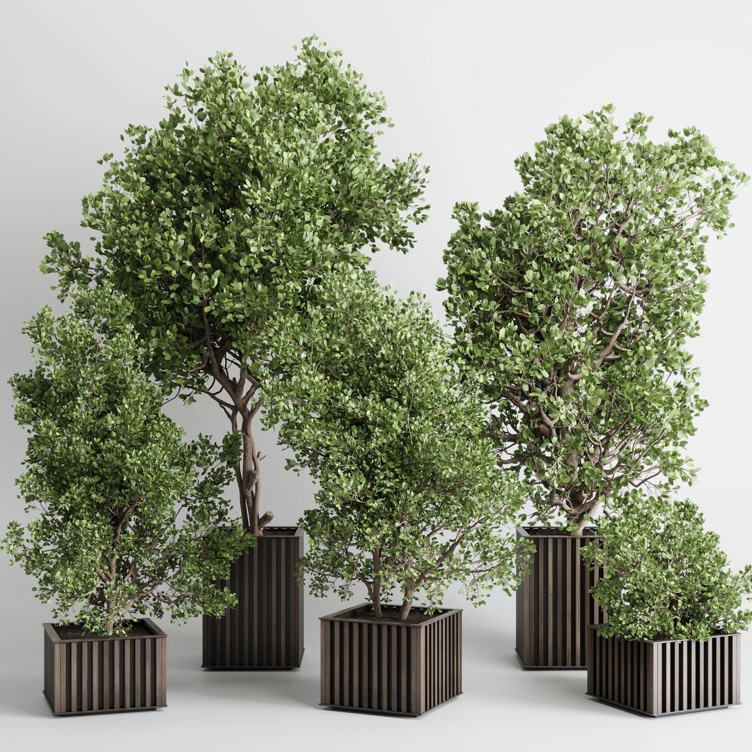 Indoor Plant 3D Model – Wooden Box Pot with Dirt and Leaves - View 7