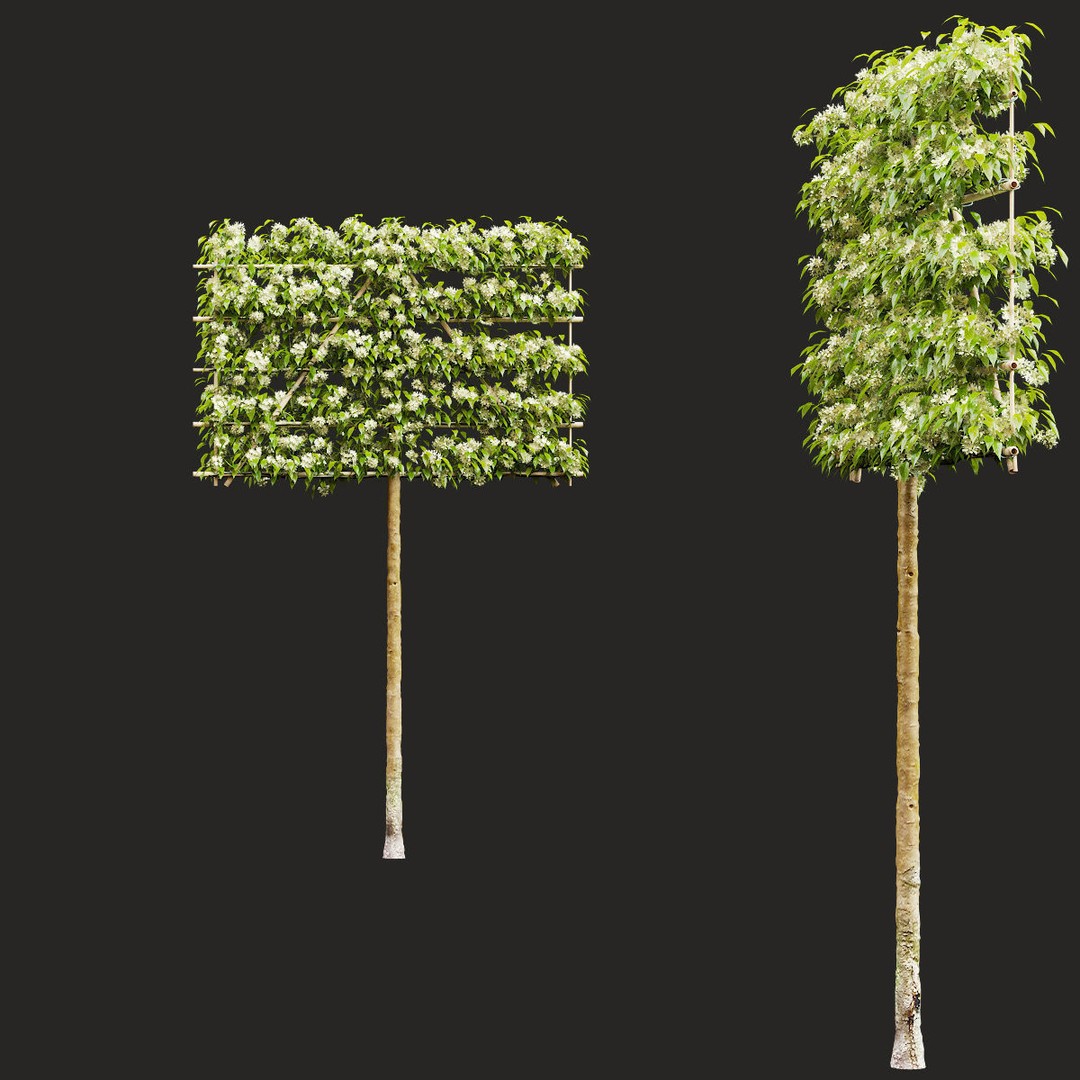 Malus Flowering Espalier Trees 3D Model – High Poly Game Asset, FBX