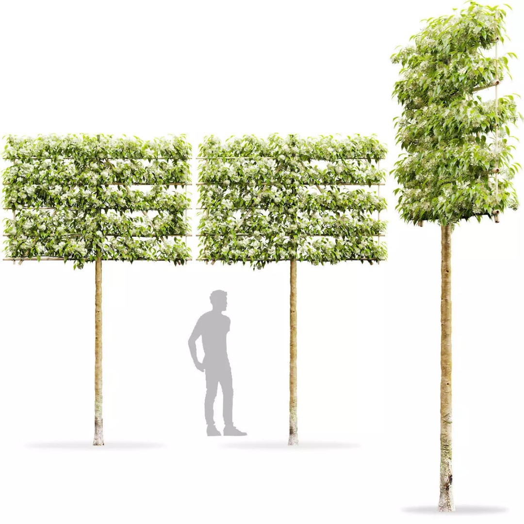 Malus Flowering Espalier Trees 3D Model – High Poly Game Asset, FBX - View 2