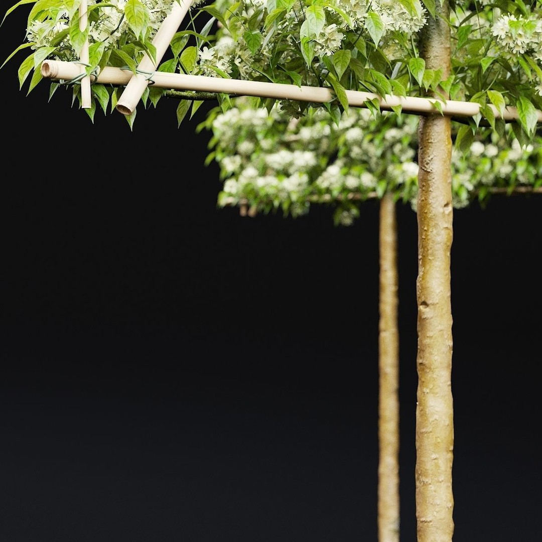 Malus Flowering Espalier Trees 3D Model – High Poly Game Asset, FBX - View 3