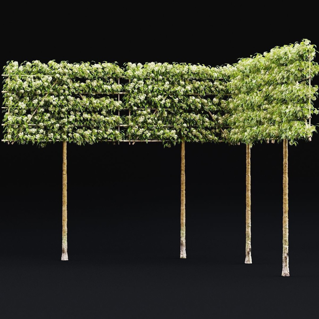 Malus Flowering Espalier Trees 3D Model – High Poly Game Asset, FBX - View 5
