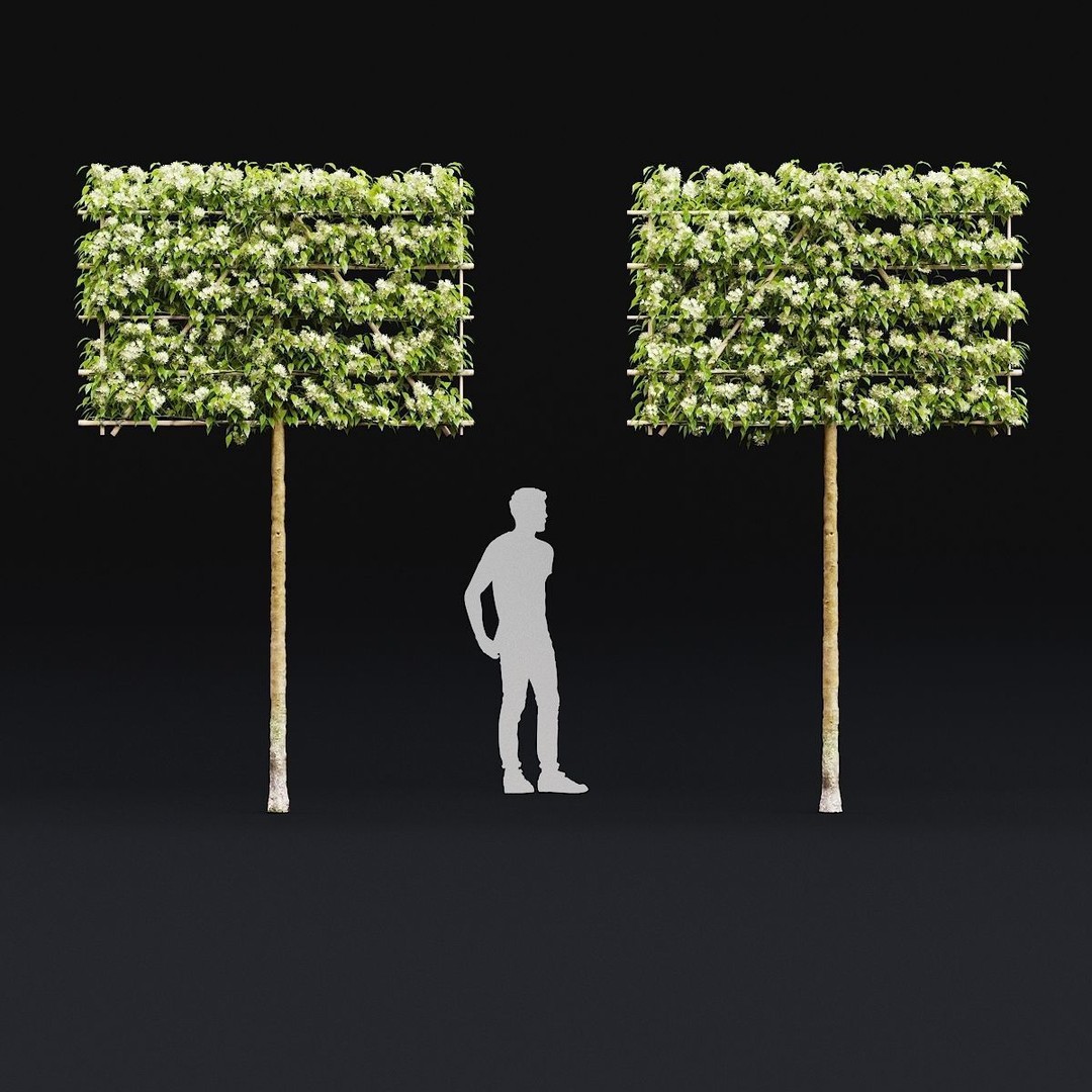 Malus Flowering Espalier Trees 3D Model – High Poly Game Asset, FBX - View 6