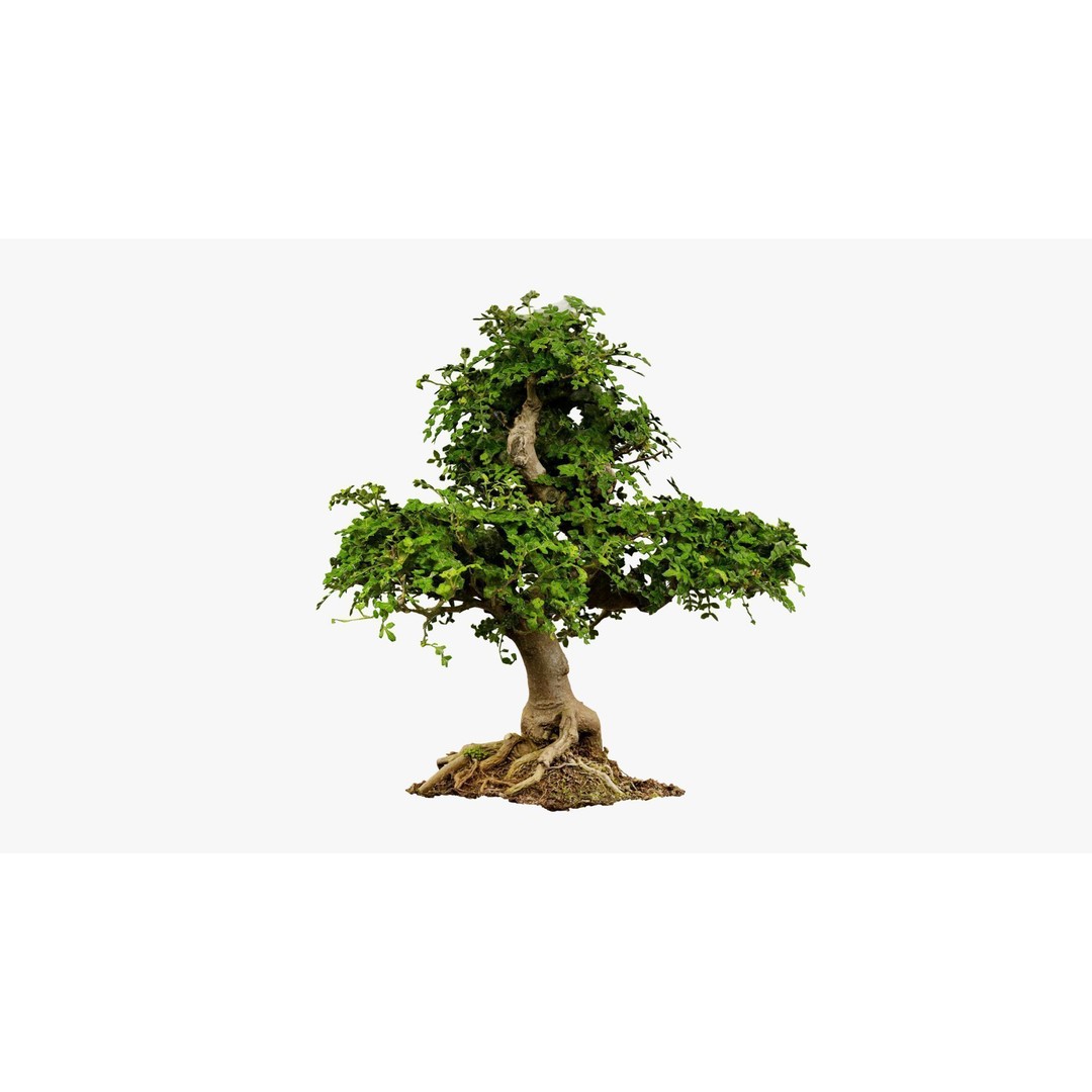 Enchanted Tree 3D Model – Photorealistic Bonsai for Game Assets, PBR - View 10