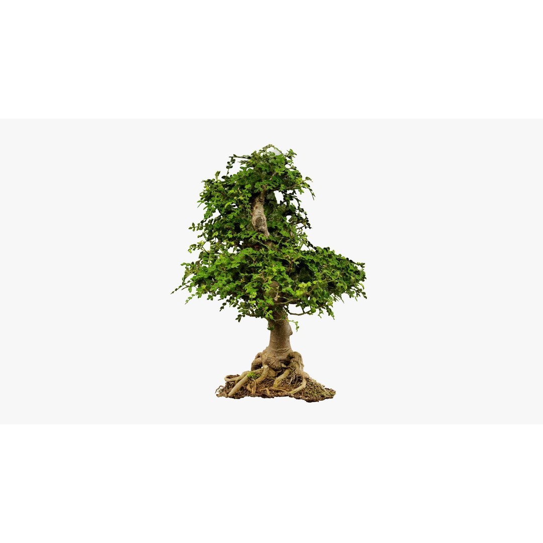 Enchanted Tree 3D Model – Photorealistic Bonsai for Game Assets, PBR - View 11