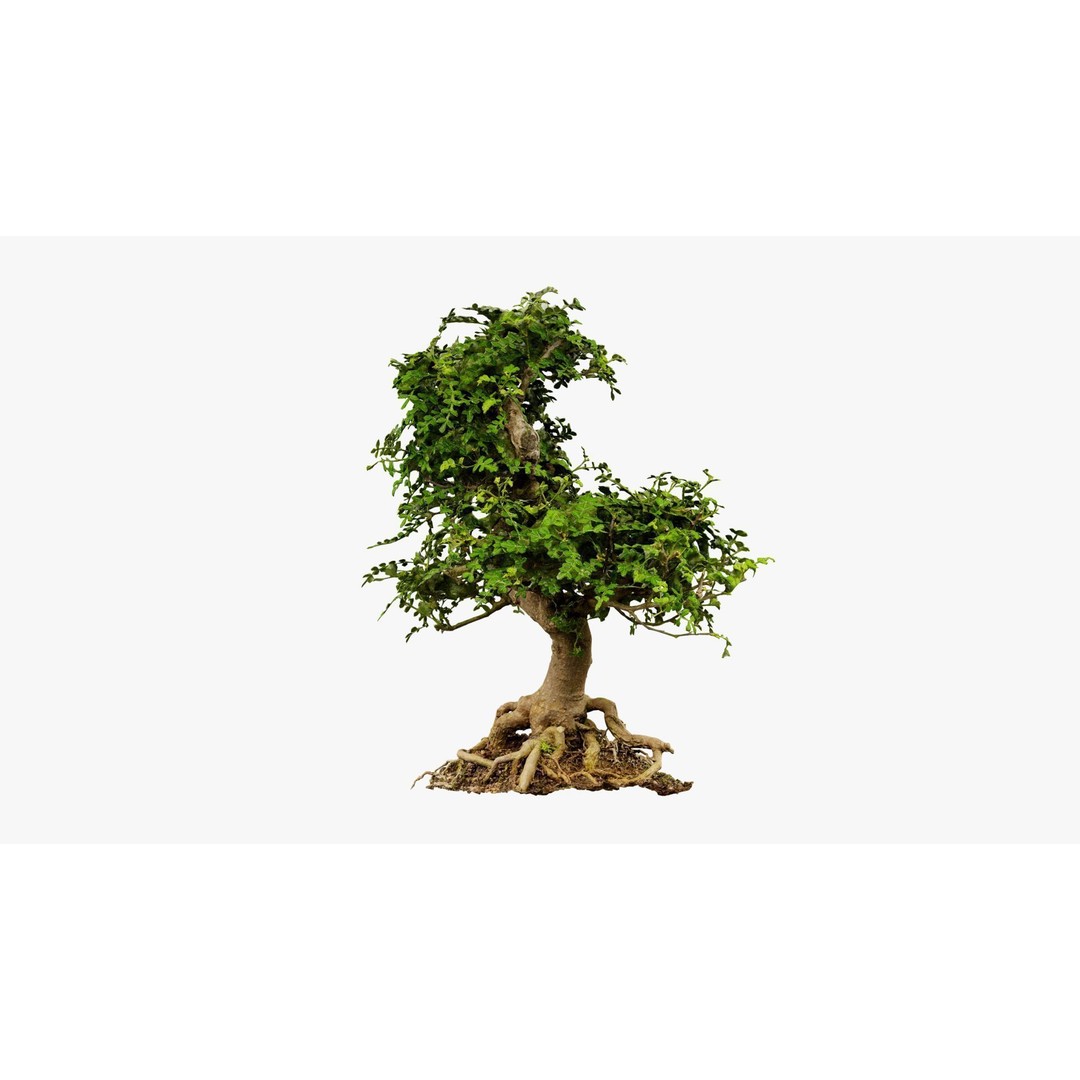 Enchanted Tree 3D Model – Photorealistic Bonsai for Game Assets, PBR - View 12