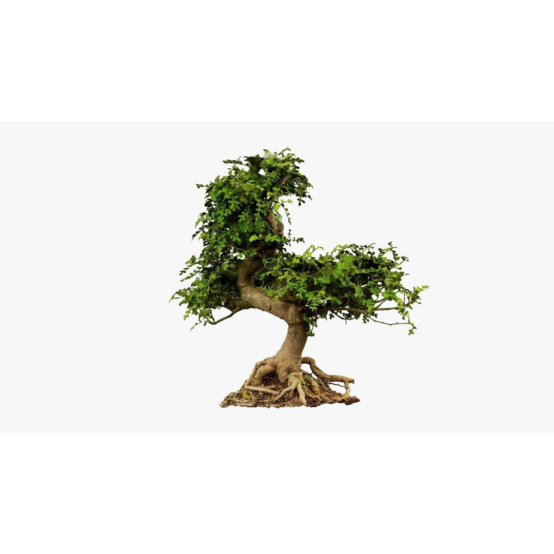 Enchanted Tree 3D Model – Photorealistic Bonsai for Game Assets, PBR - View 13