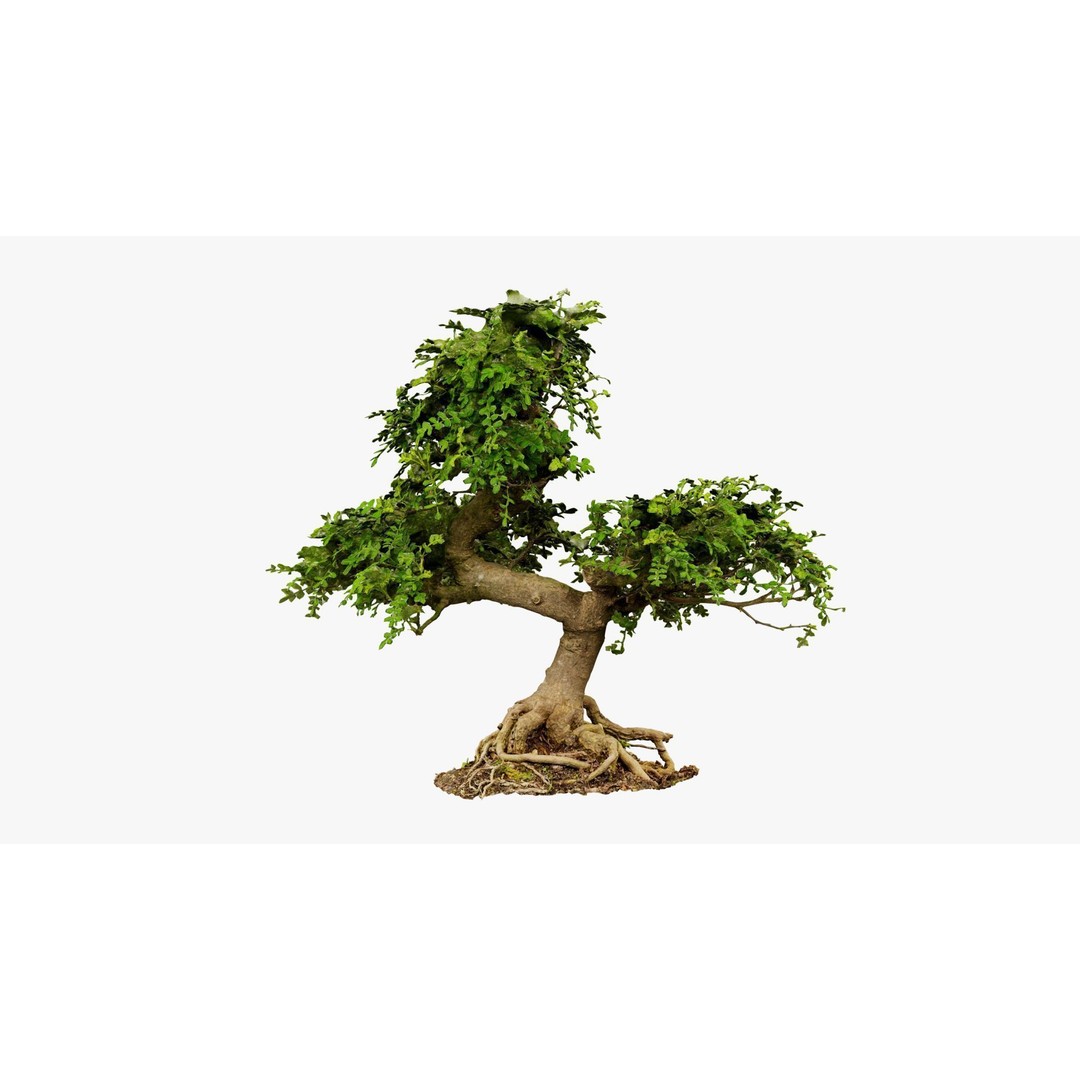 Enchanted Tree 3D Model – Photorealistic Bonsai for Game Assets, PBR - View 14