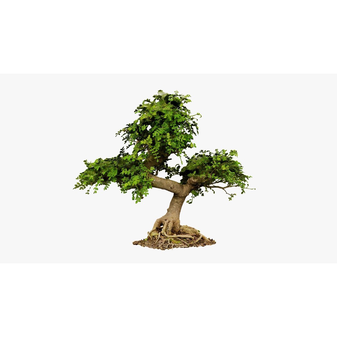 Enchanted Tree 3D Model – Photorealistic Bonsai for Game Assets, PBR - View 15