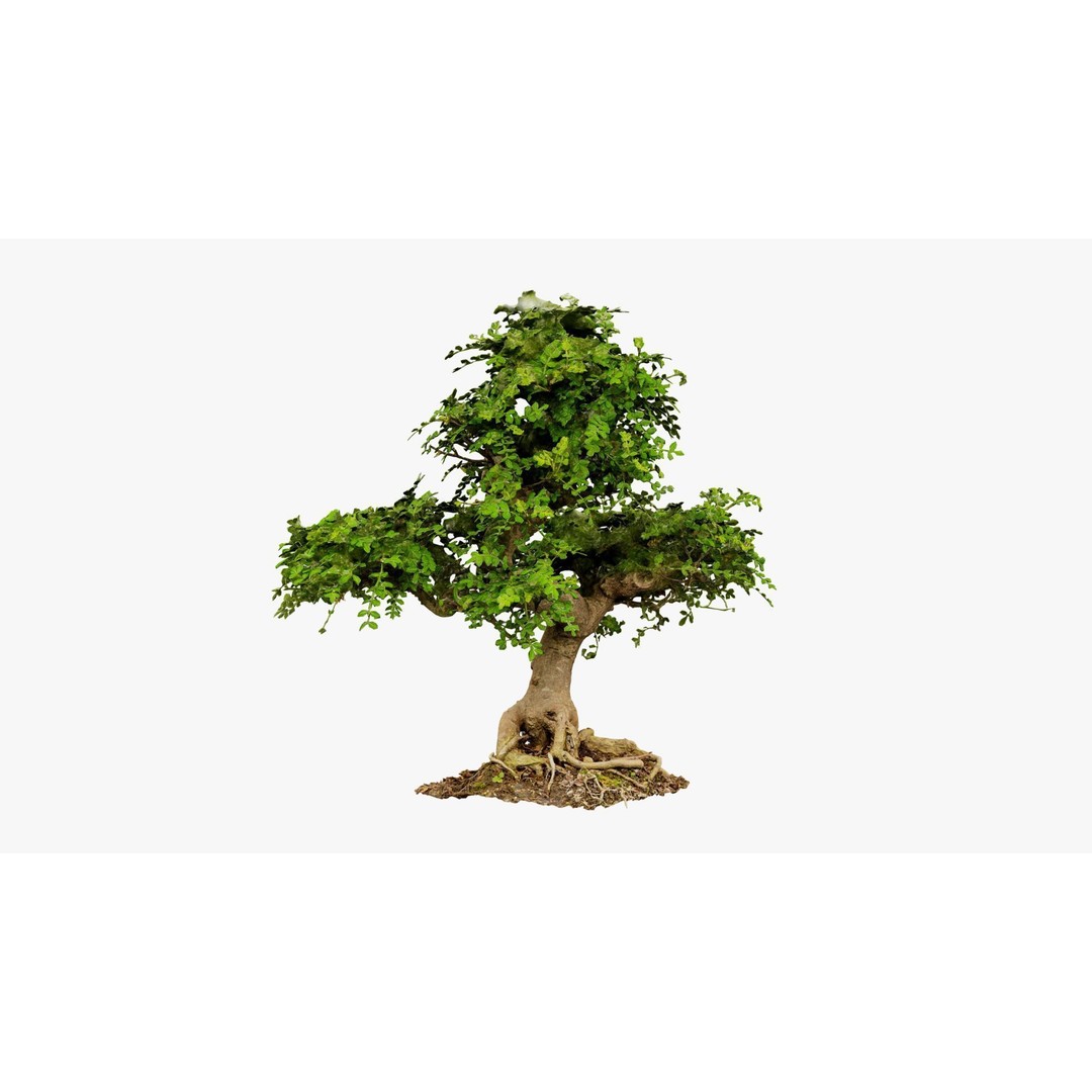 Enchanted Tree 3D Model – Photorealistic Bonsai for Game Assets, PBR - View 16