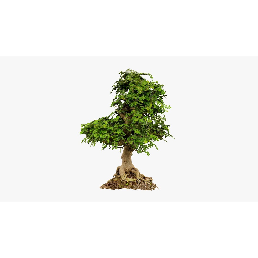 Enchanted Tree 3D Model – Photorealistic Bonsai for Game Assets, PBR - View 17