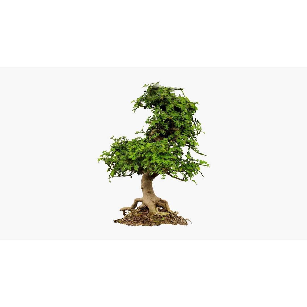 Enchanted Tree 3D Model – Photorealistic Bonsai for Game Assets, PBR - View 18