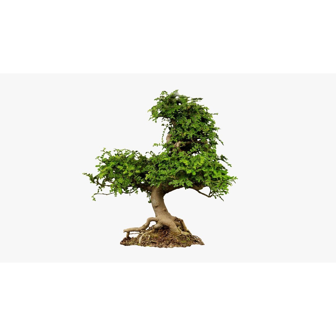 Enchanted Tree 3D Model – Photorealistic Bonsai for Game Assets, PBR - View 19