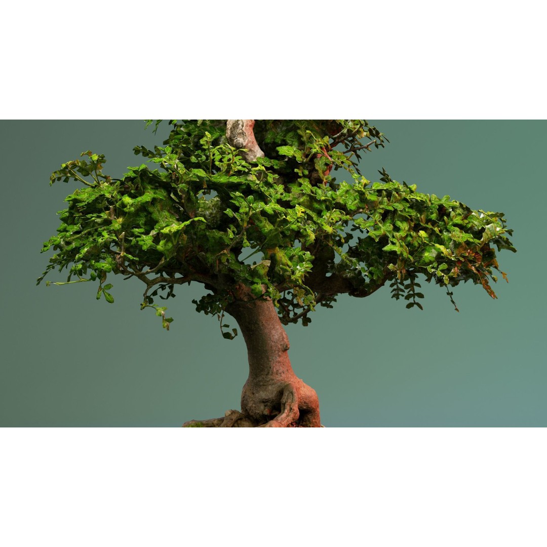 Enchanted Tree 3D Model – Photorealistic Bonsai for Game Assets, PBR - View 4