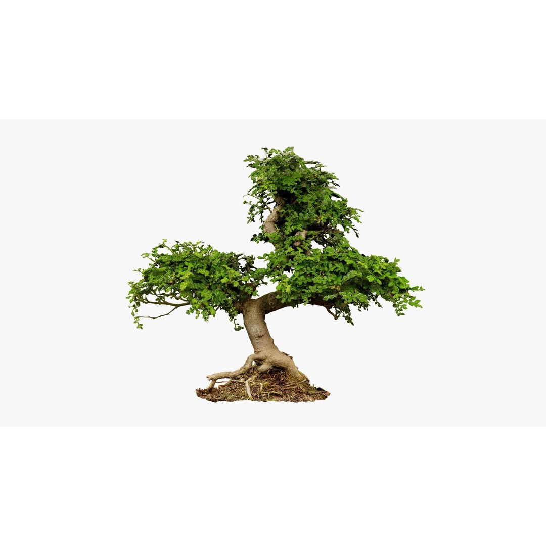 Enchanted Tree 3D Model – Photorealistic Bonsai for Game Assets, PBR - View 8