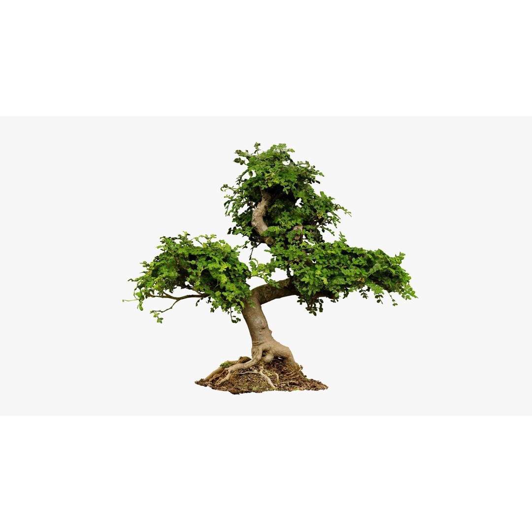 Enchanted Tree 3D Model – Photorealistic Bonsai for Game Assets, PBR - View 9