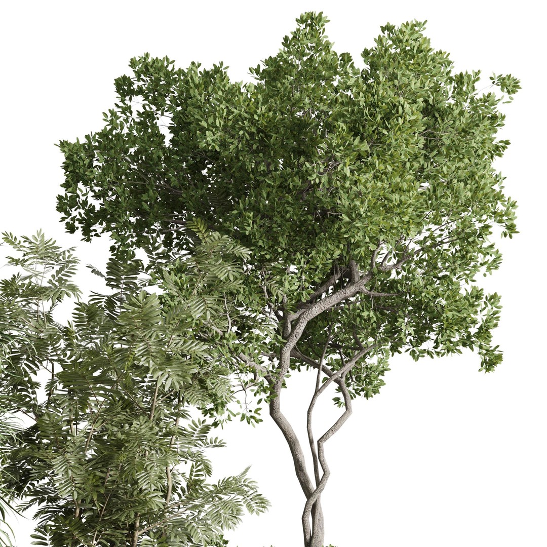 Indoor Plants Set 3D Model – PBR Textured Pot Plants, FBX, OBJ - View 7