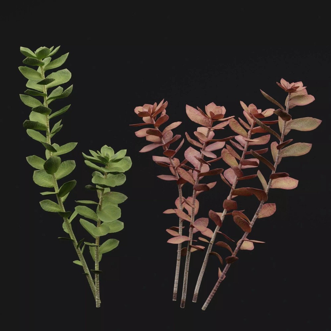 Sedum Makinoi 3D Model – Low Poly Plant Asset, PBR Textures, FBX