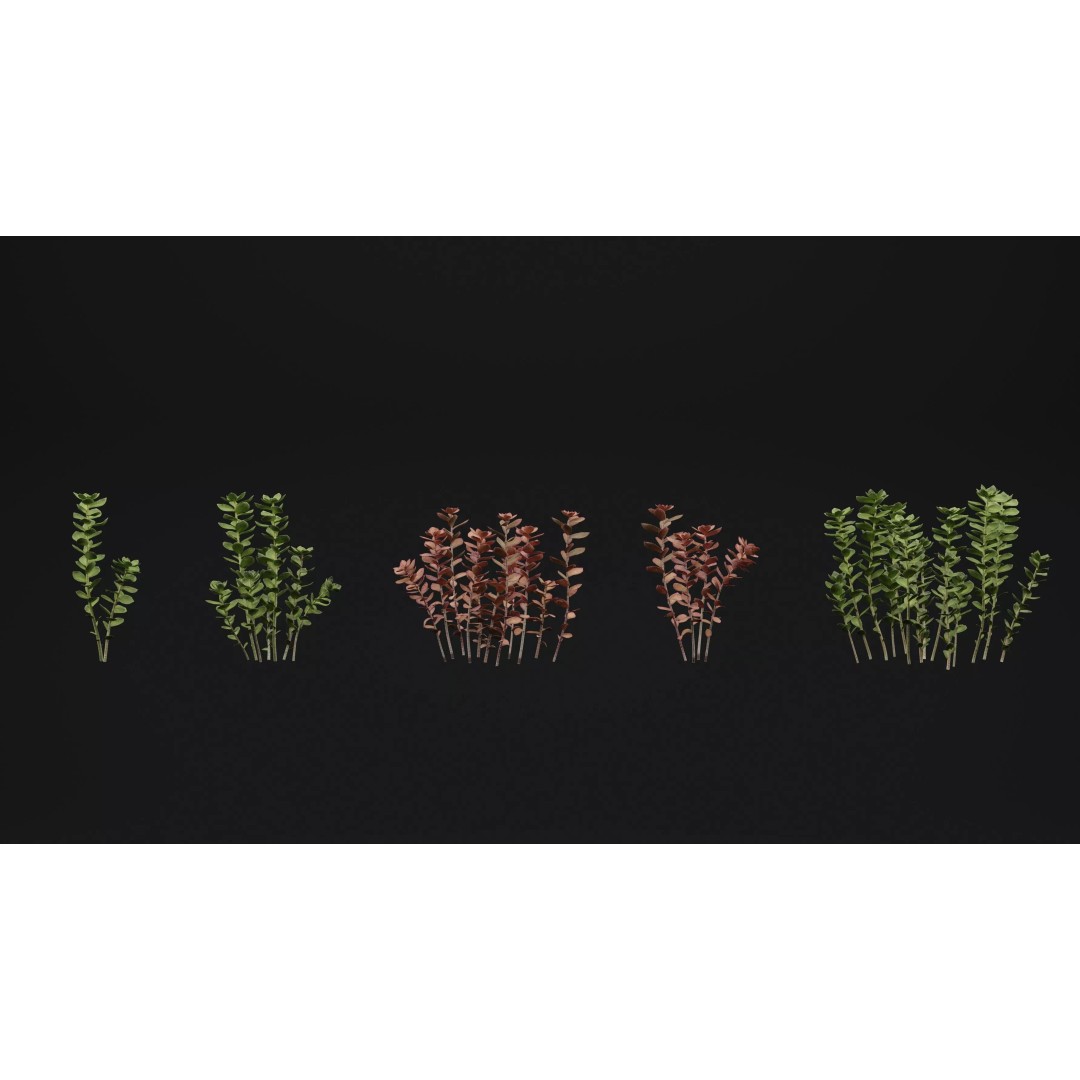 Sedum Makinoi 3D Model – Low Poly Plant Asset, PBR Textures, FBX - View 2