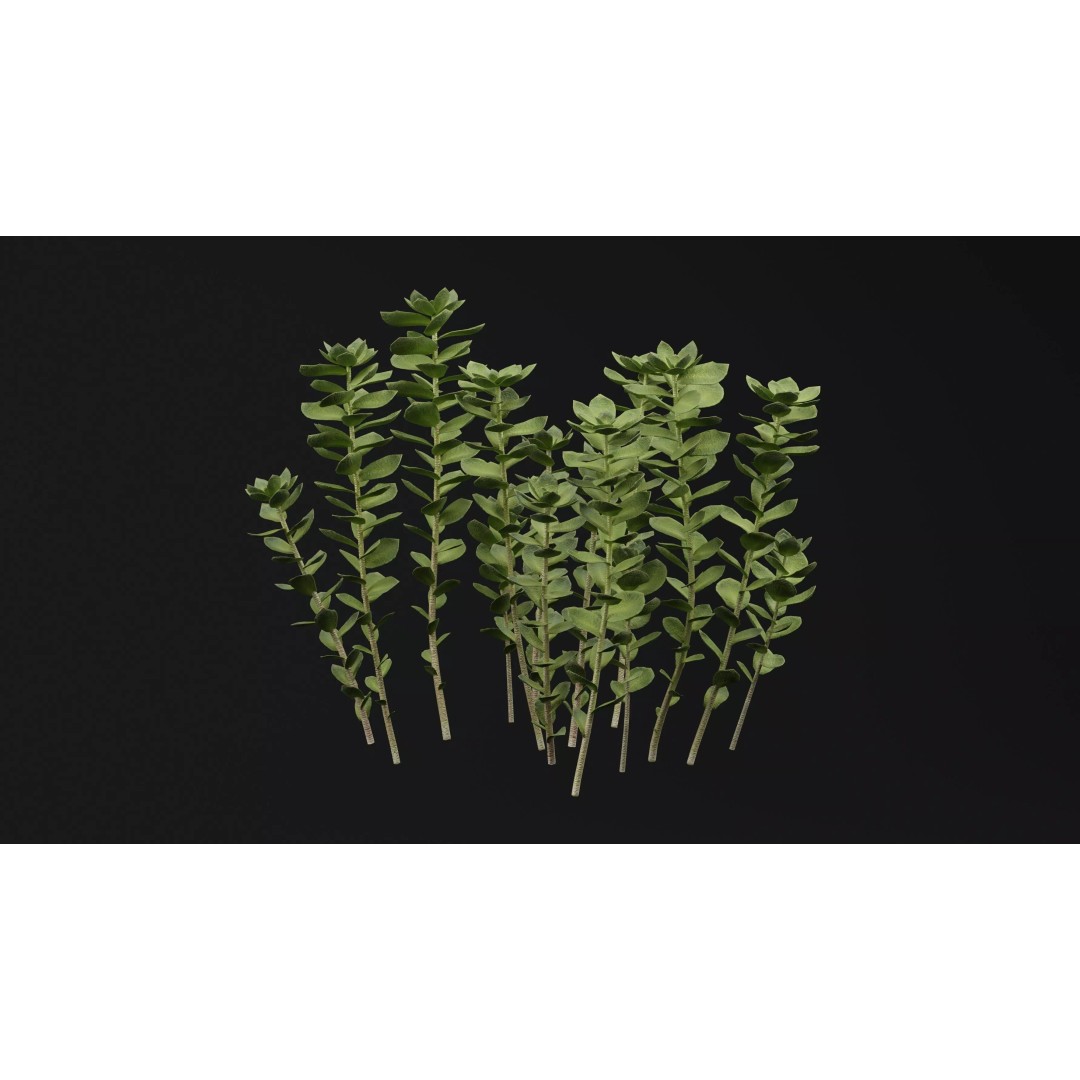 Sedum Makinoi 3D Model – Low Poly Plant Asset, PBR Textures, FBX - View 3