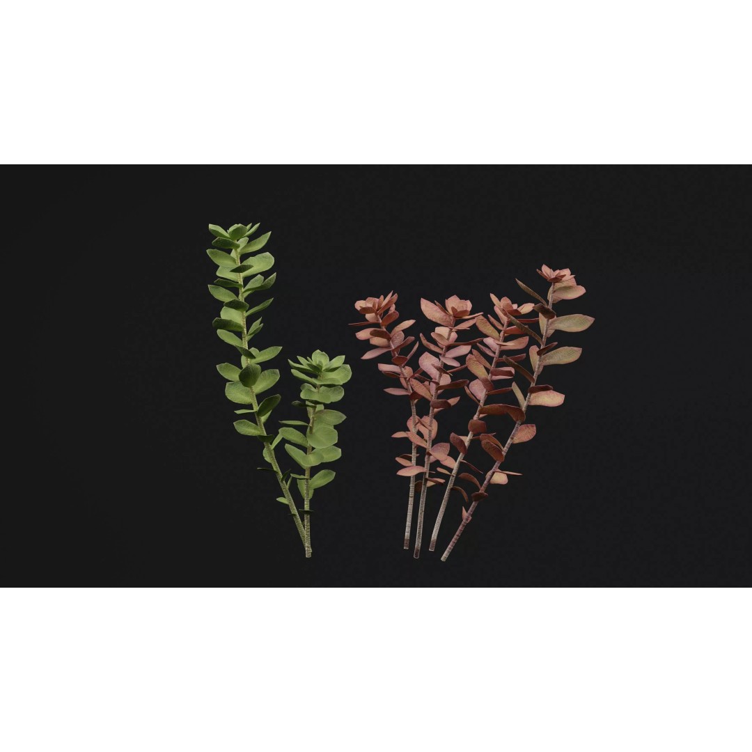 Sedum Makinoi 3D Model – Low Poly Plant Asset, PBR Textures, FBX - View 4
