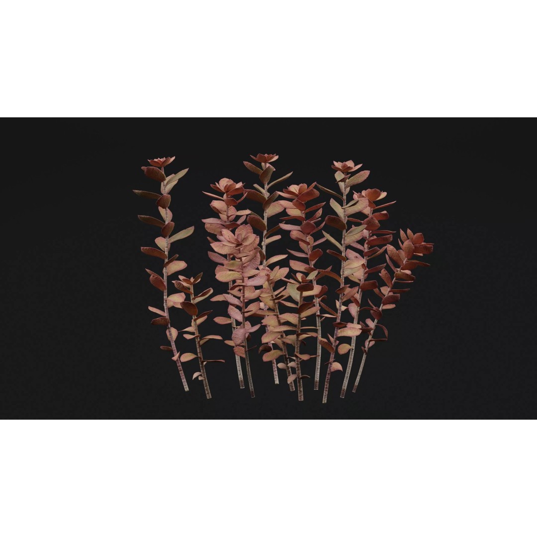 Sedum Makinoi 3D Model – Low Poly Plant Asset, PBR Textures, FBX - View 5