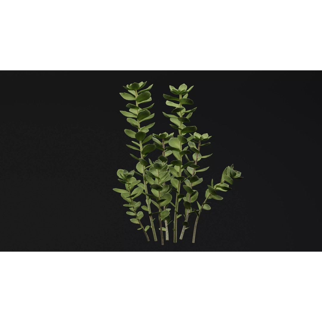 Sedum Makinoi 3D Model – Low Poly Plant Asset, PBR Textures, FBX - View 6