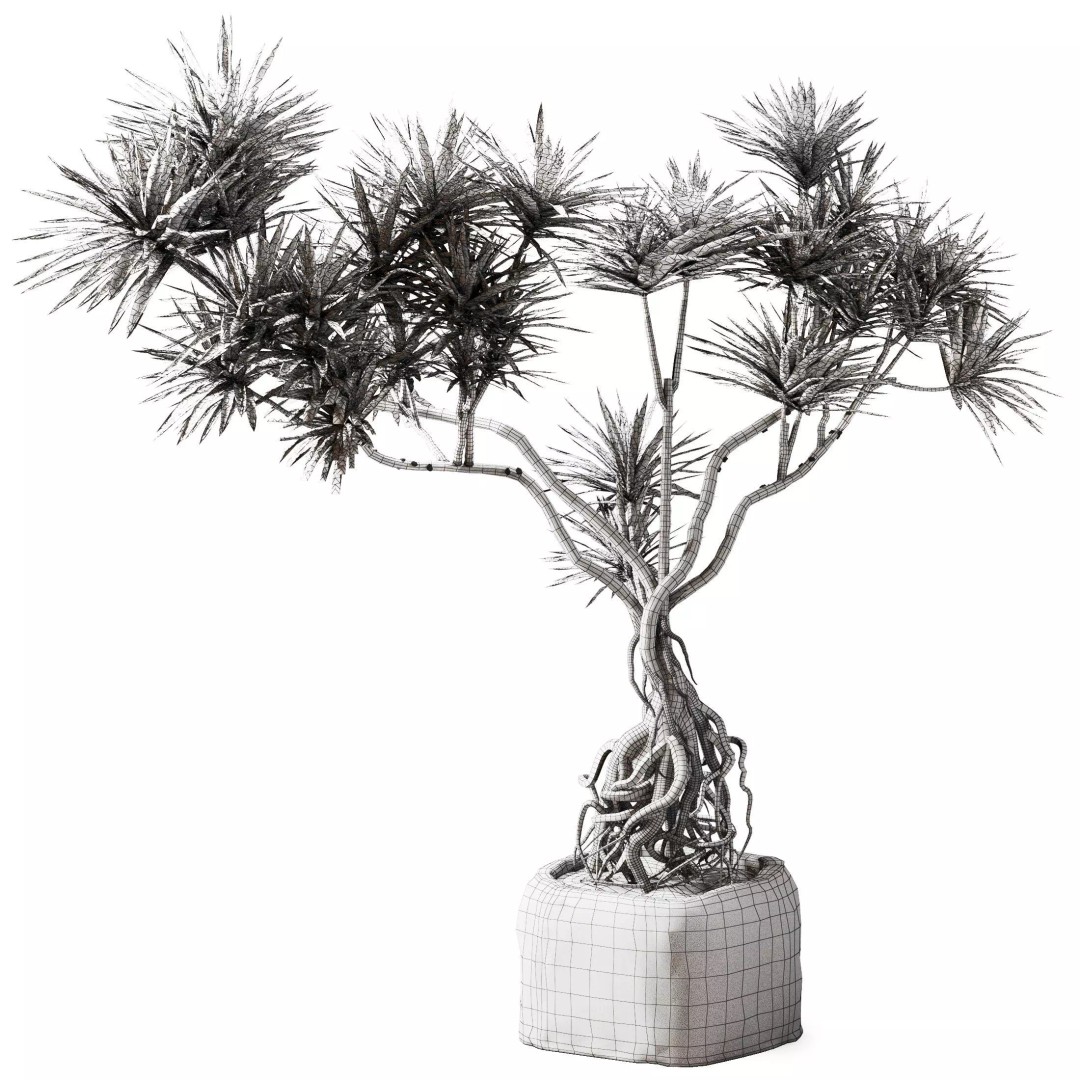 Yucca Tree 3D Model – Realistic Pot Plant with PBR Textures, FBX