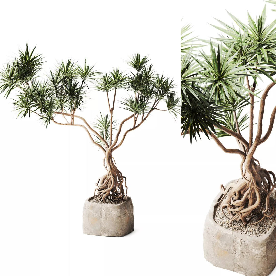 Yucca Tree 3D Model – Realistic Pot Plant with PBR Textures, FBX - View 2