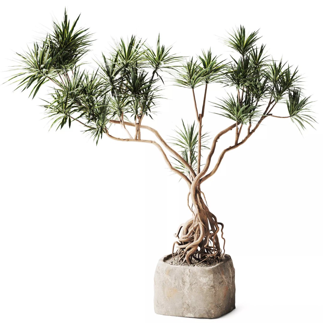 Yucca Tree 3D Model – Realistic Pot Plant with PBR Textures, FBX - View 3