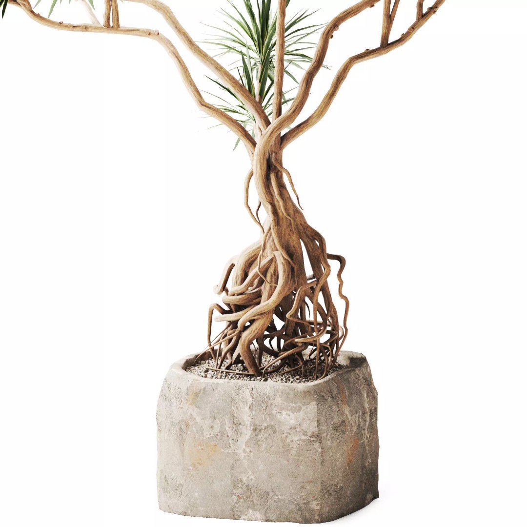 Yucca Tree 3D Model – Realistic Pot Plant with PBR Textures, FBX - View 4