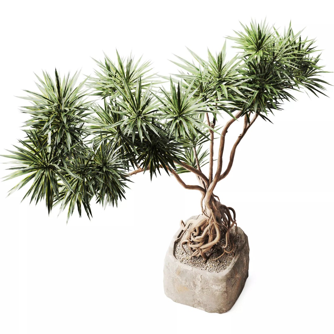 Yucca Tree 3D Model – Realistic Pot Plant with PBR Textures, FBX - View 5