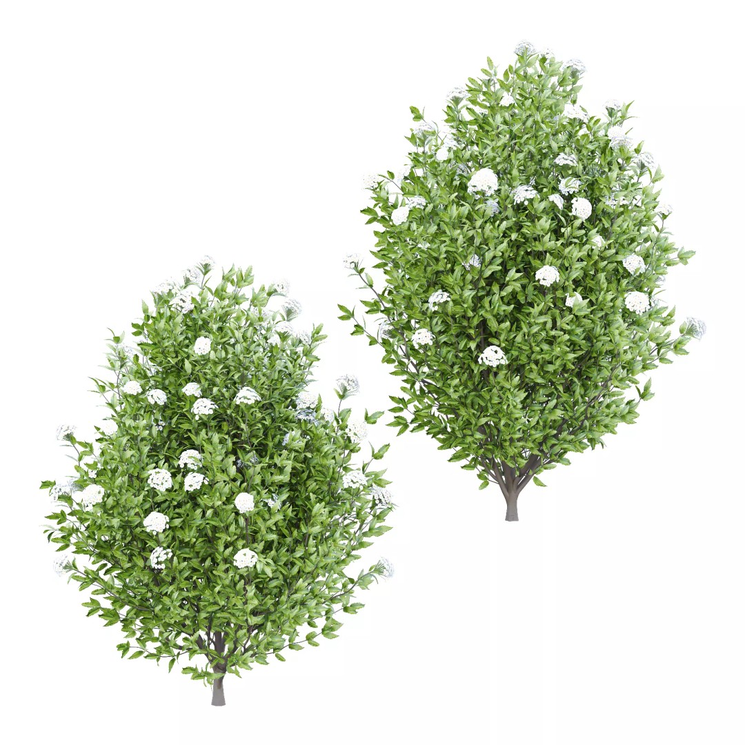Olearia macrodonta Bush 3D Model – High Poly PBR Asset, FBX & Blender - View 2
