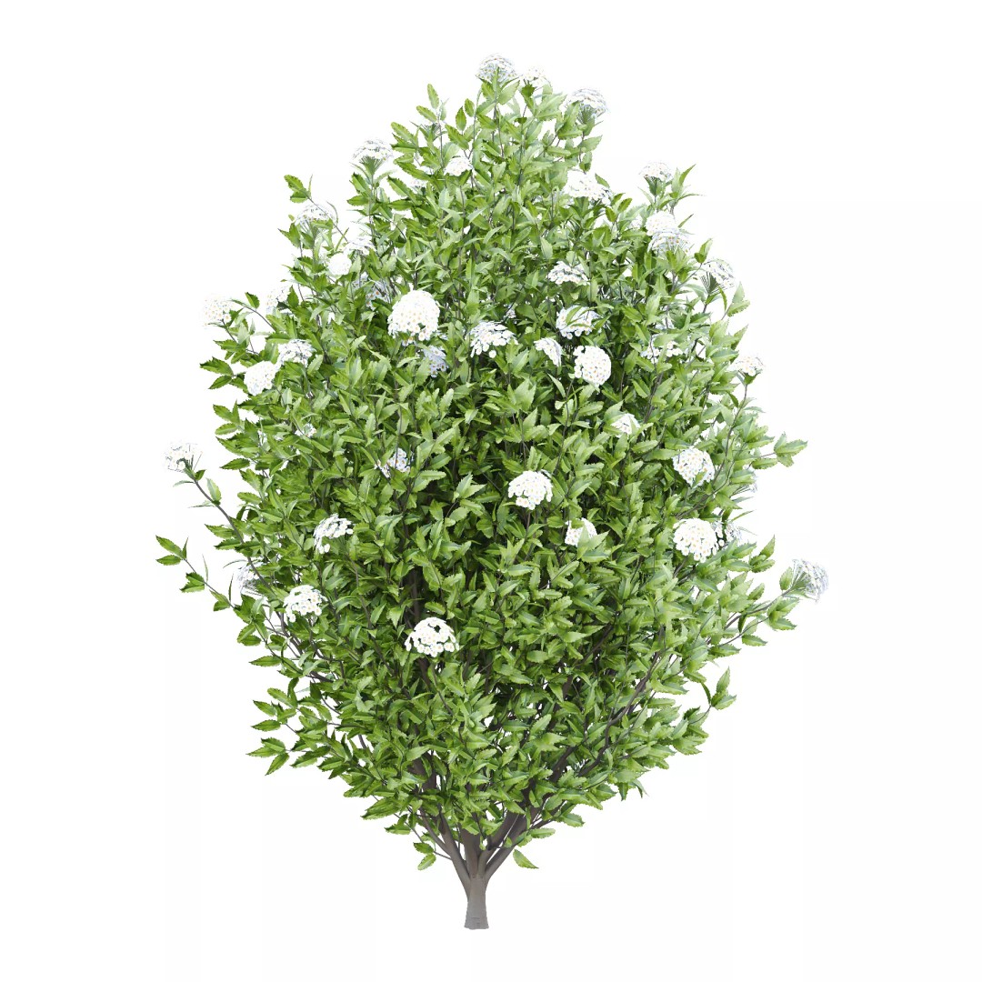 Olearia macrodonta Bush 3D Model – High Poly PBR Asset, FBX & Blender - View 3